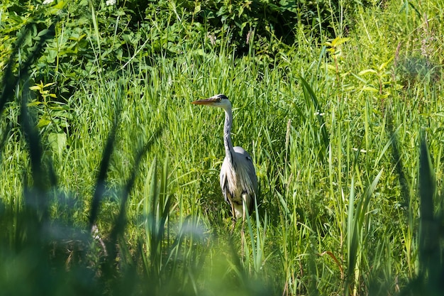 写真 草の上にある鳥の景色