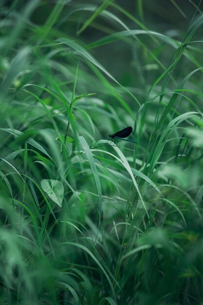 写真 草の上にある鳥の景色