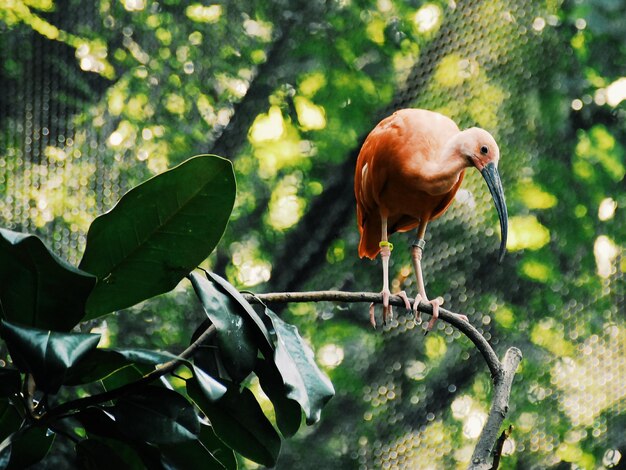 写真 木の上にある鳥の景色