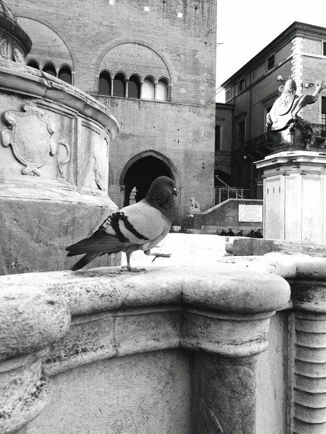 写真 鳥の景色