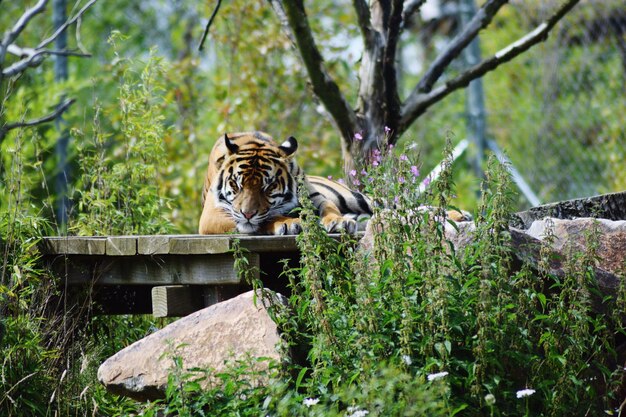 写真 動物園の猫の景色