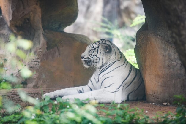 写真 動物園の猫の景色