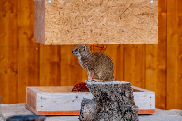 Фото Вид кошки, отворачивающейся