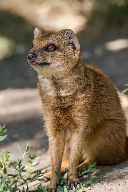 写真 猫が目をそらしている様子