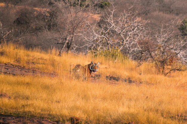 写真 畑の猫の景色