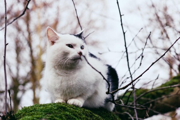 사진 나가지 에 있는 고양이 의 모습