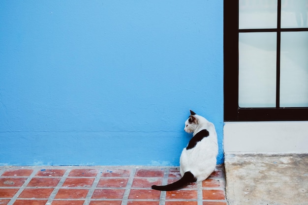 Фото Вид кошки на стене
