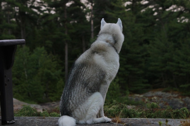 写真 木の上に座っている猫の景色