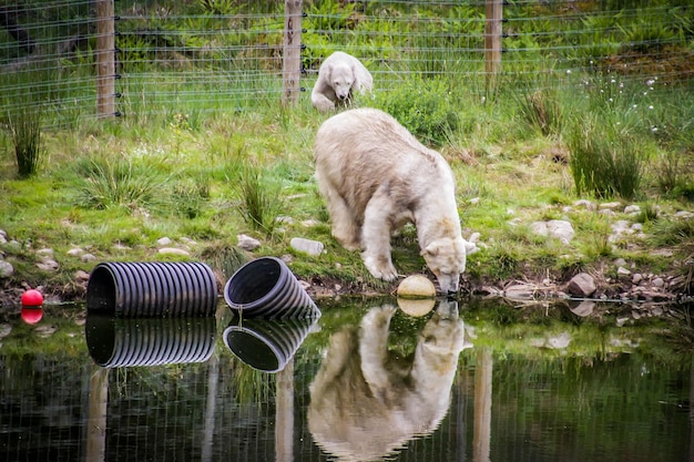 写真 水を飲んでいる犬の景色