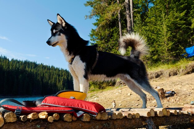 写真 遠くを見回す犬の景色