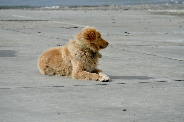 写真 ビーチの犬の景色