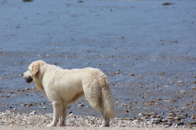 写真 ビーチの犬の景色