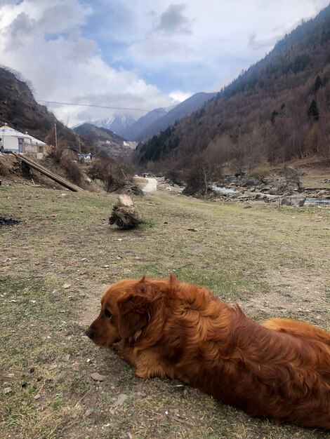 写真 フィールドの犬の景色