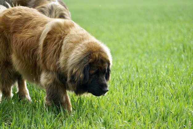 写真 フィールドの犬の景色