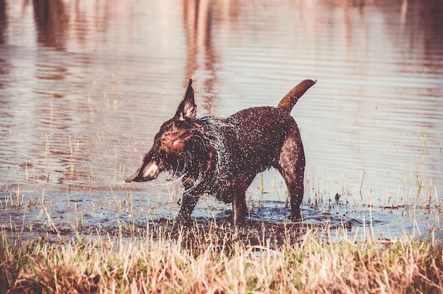 写真 湖岸の犬の景色