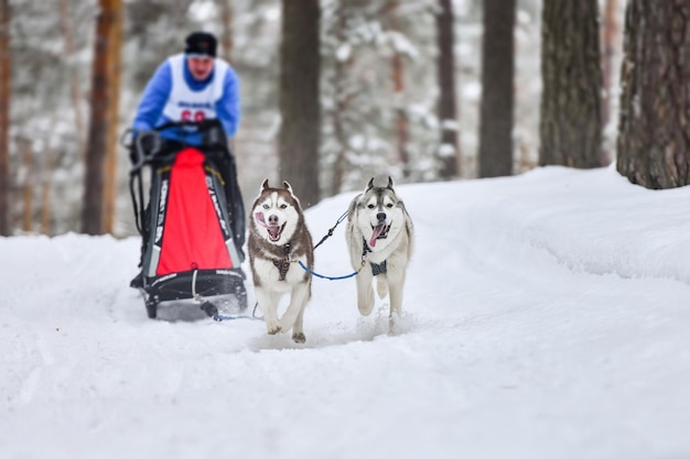 写真 雪に覆われた畑の犬の景色