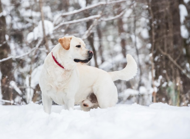 写真 雪に覆われた土地の犬の景色