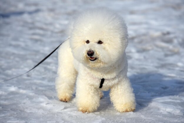 写真 雪上の犬の景色