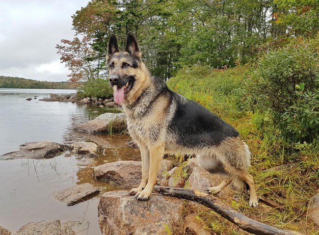 写真 地面にある犬の景色