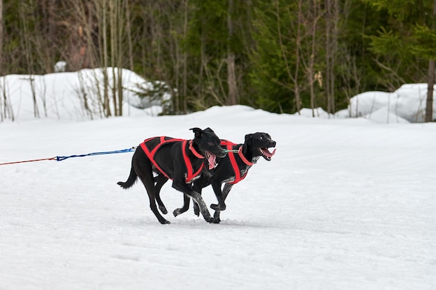 写真 雪で覆われたフィールドで走っている犬の景色