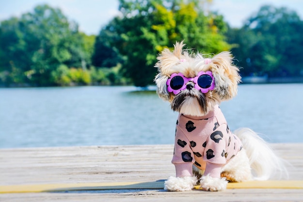 写真 犬の景色