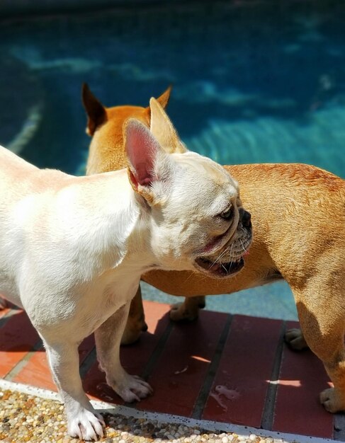 写真 犬の景色