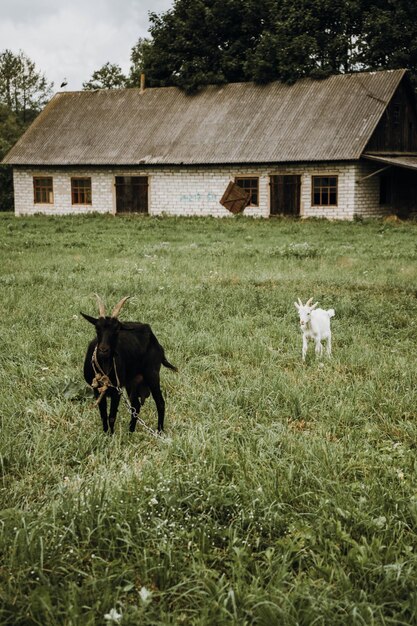 写真 野原での馬の景色