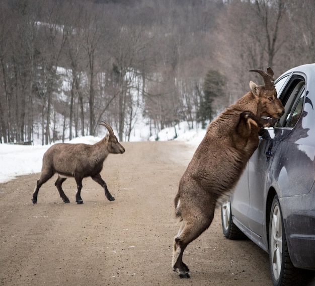 写真 冬の道路上の馬の景色