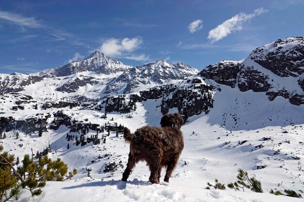 写真 雪で覆われた山の馬の景色