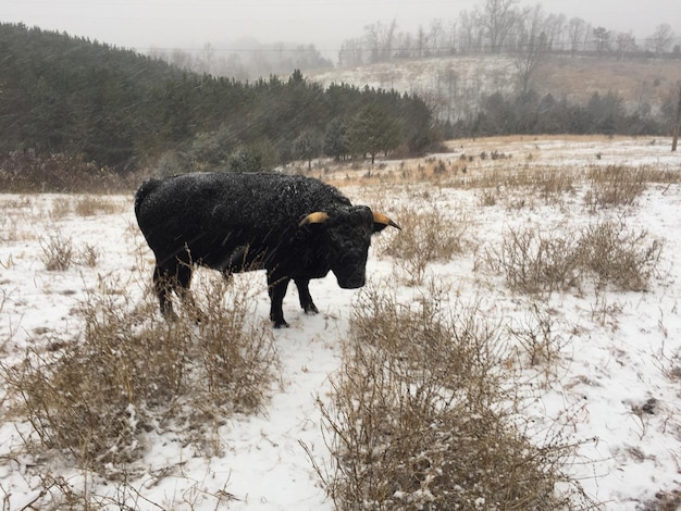 写真 雪に覆われた畑の馬の景色