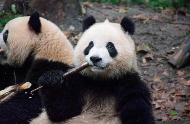 写真 動物園 の パンダ の 景色