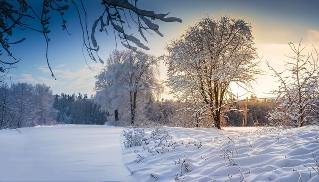 写真 雪に覆われた山と青い空の背景の杉の景色