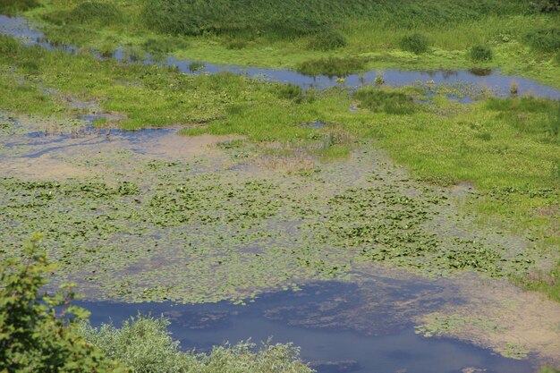 写真 <unk>の茂みのある沼地の景色 緑の沼地