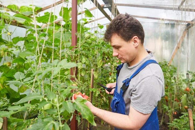 写真 温室で野菜を収穫する若い魅力的な女性のビュー