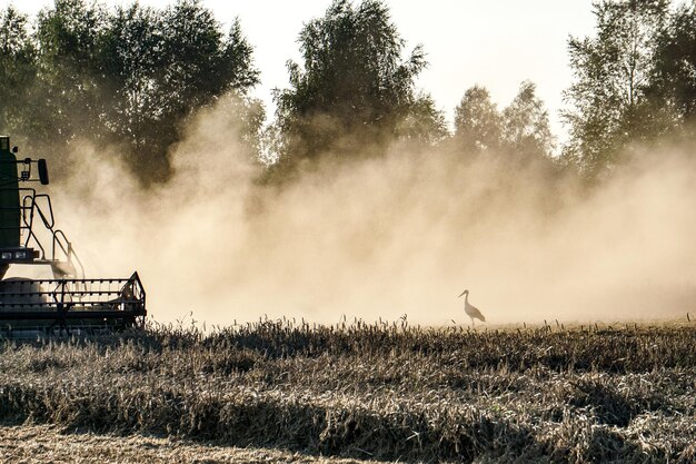 写真 収機を追う天<unk>の背景にある農地の景色