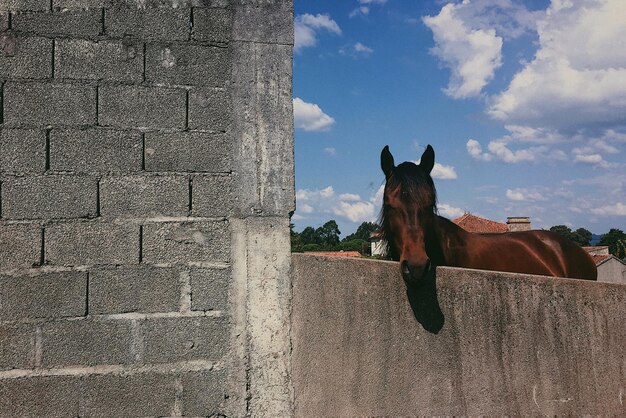 写真 壁の向こうの動物の景色