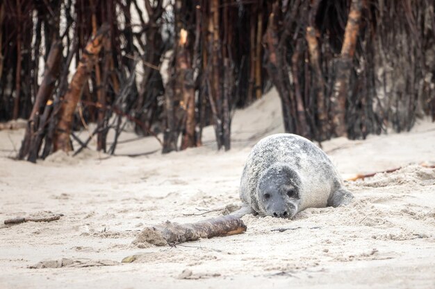 写真 ビーチの動物の景色