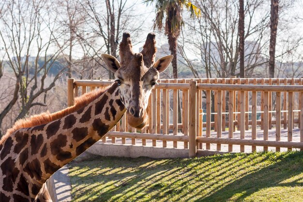 写真 動物園のフェンスの上の動物の景色