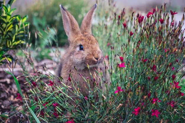 写真 野原での動物の景色