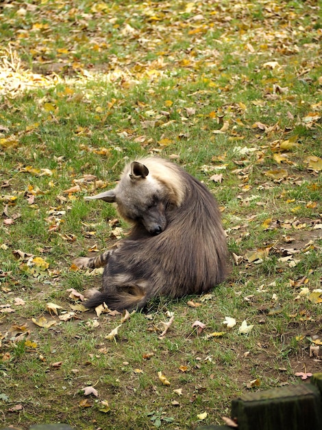 写真 野原での動物の景色