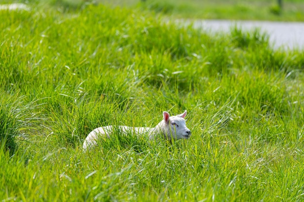 写真 草の上にある動物の景色