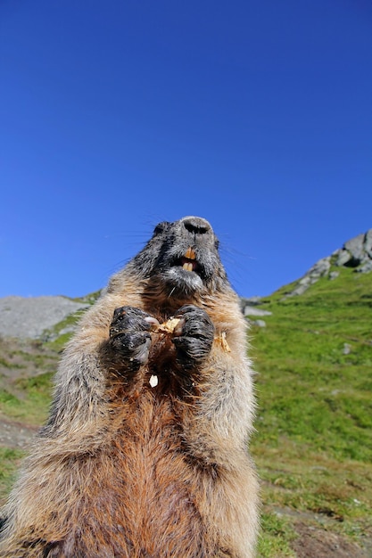 写真 陸上の動物の景色