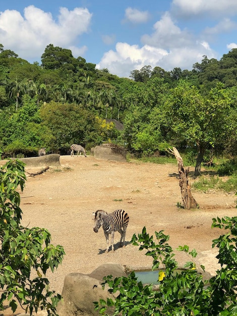 写真 景観上の動物の景色