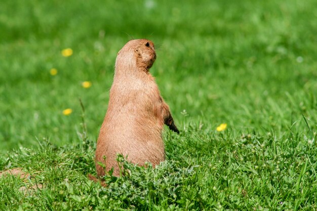 写真 草の上に座っている動物の景色