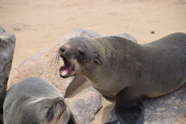 写真 動物の見方