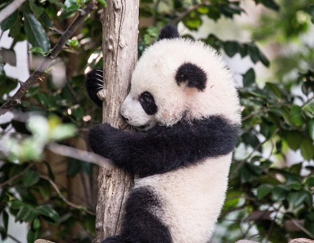 写真 動物の見方