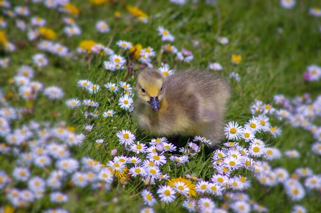 写真 デイジー畑のガチョウの景色