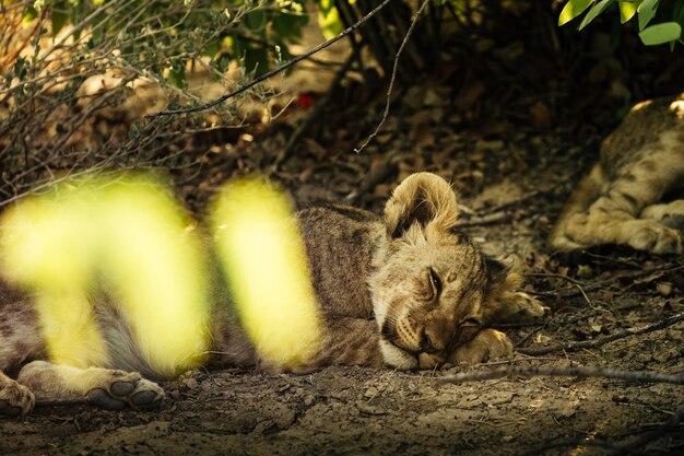 写真 野原でリラックスしている動物の景色