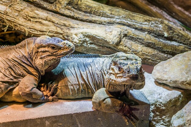 写真 岩上の動物刻の景色