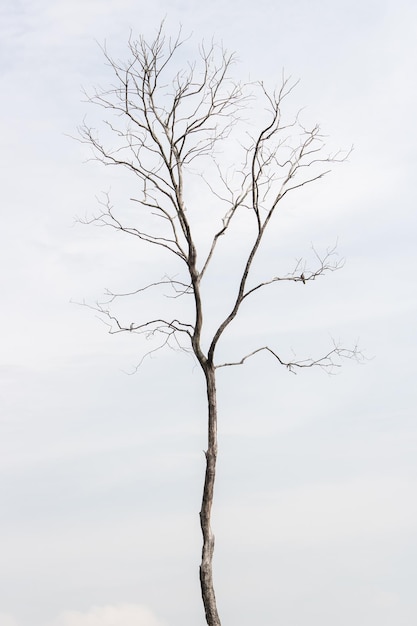 Фото Вид голого дерева на небе